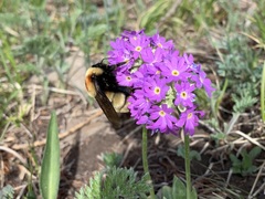 Bombus sibiricus
