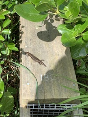 Oligosoma polychroma