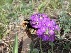 Bombus sibiricus