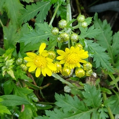 Chrysanthemum lavandulifolium