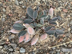 Astragalus monophyllus