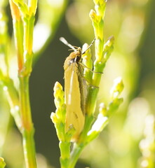 Philobota protecta