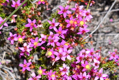 Calytrix