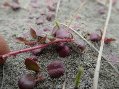 Lobelia anceps