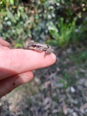 Litoria quiritatus