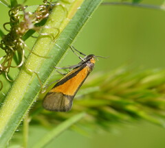 Philobota arabella