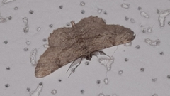 Peribatodes rhomboidaria
