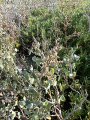 Chenopodium oahuense