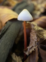 Mycena crocata