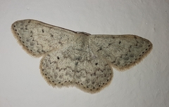 Scopula marginepunctata