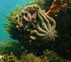 Coscinasterias muricata