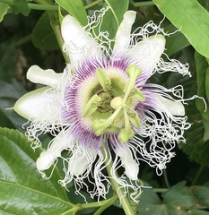 Passiflora edulis