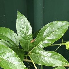Passiflora edulis