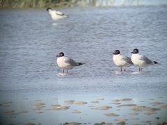 Ichthyaetus relictus