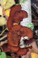 Daedaleopsis tricolor