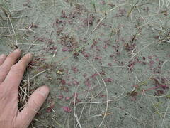 Lobelia anceps