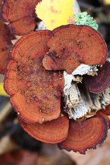 Daedaleopsis tricolor