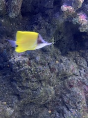 Forcipiger