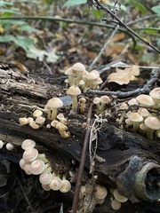 Hypholoma