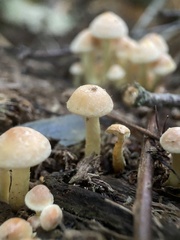 Hypholoma