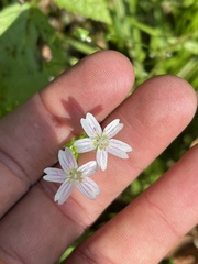 Claytonia sibirica