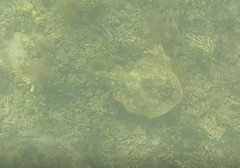 Urobatis jamaicensis