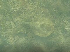 Urobatis jamaicensis