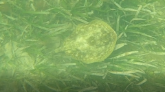 Urobatis jamaicensis