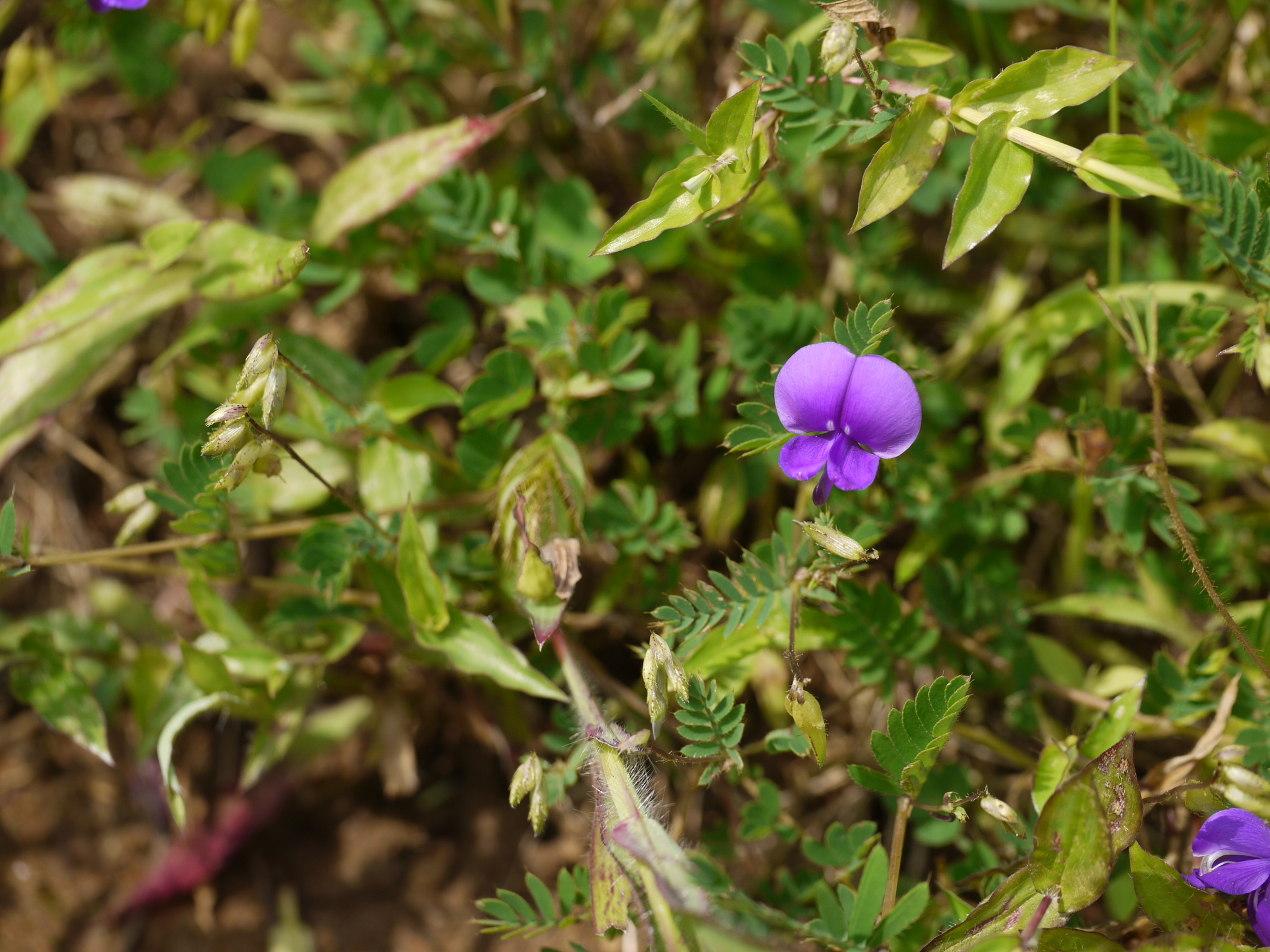 Smithia purpurea Hook.