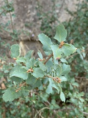 Quercus john-tuckeri