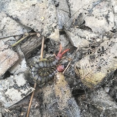 Cormocephalus