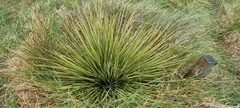 Aciphylla subflabellata