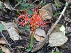 Scadoxus multiflorus