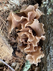 Phaeotremella frondosa