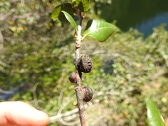 Disholandricus chrysolepidis