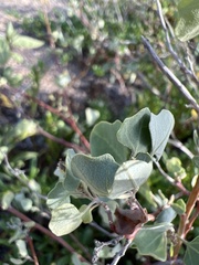 Chenopodium oahuense