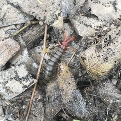 Cormocephalus
