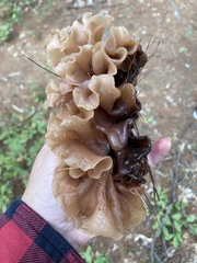 Phaeotremella frondosa