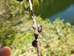 Disholandricus chrysolepidis