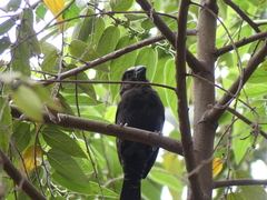 Amblyospiza albifrons
