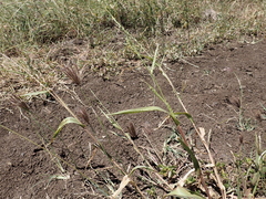Urochloa plantaginea