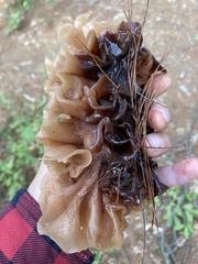 Phaeotremella frondosa