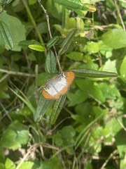 Mestra dorcas