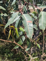 Eucalyptus botryoides