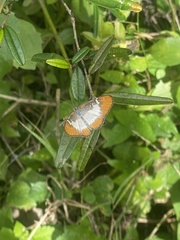 Mestra dorcas