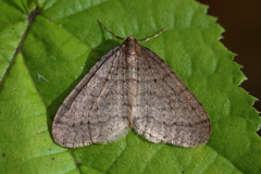 Operophtera brumata