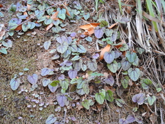 Veronica californica