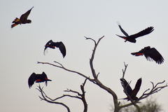 Calyptorhynchus banksii