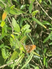 Mestra dorcas