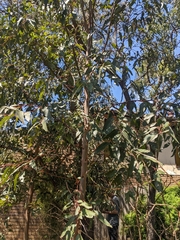 Eucalyptus botryoides